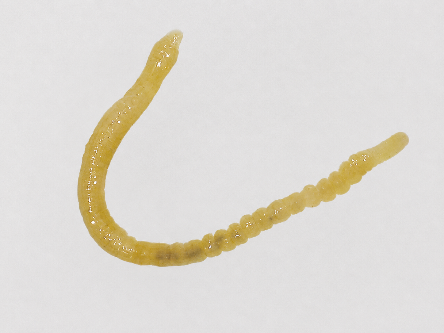 Oligochaeta