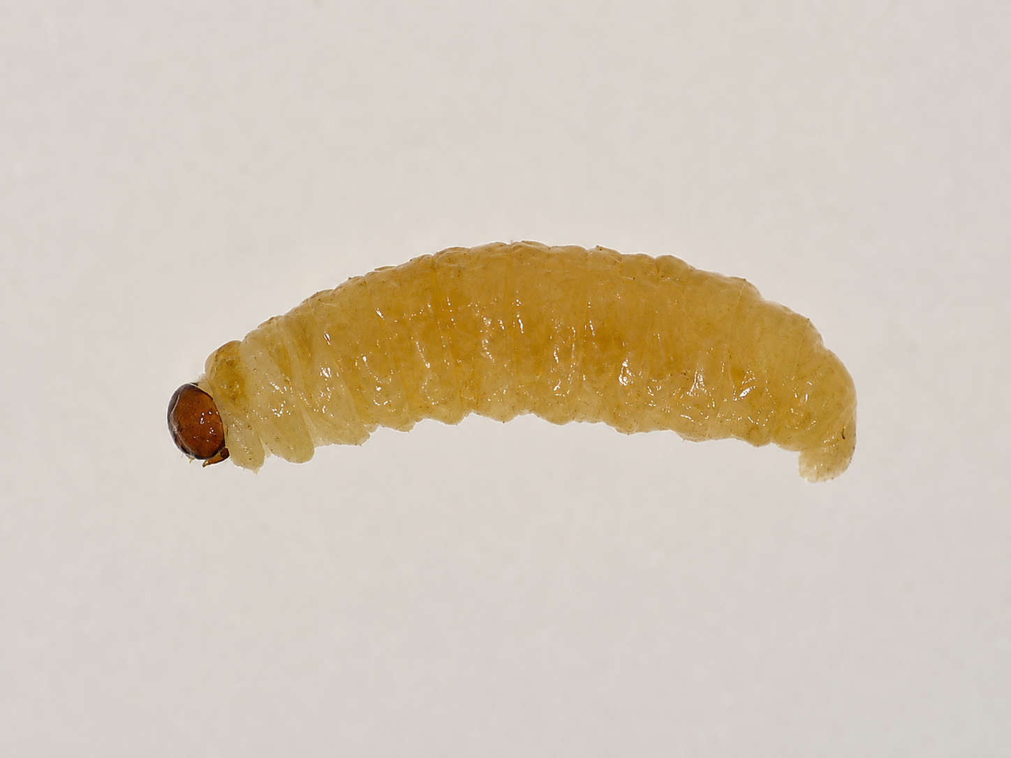 Familia Curculionidae (Gorgojos Acuáticos)