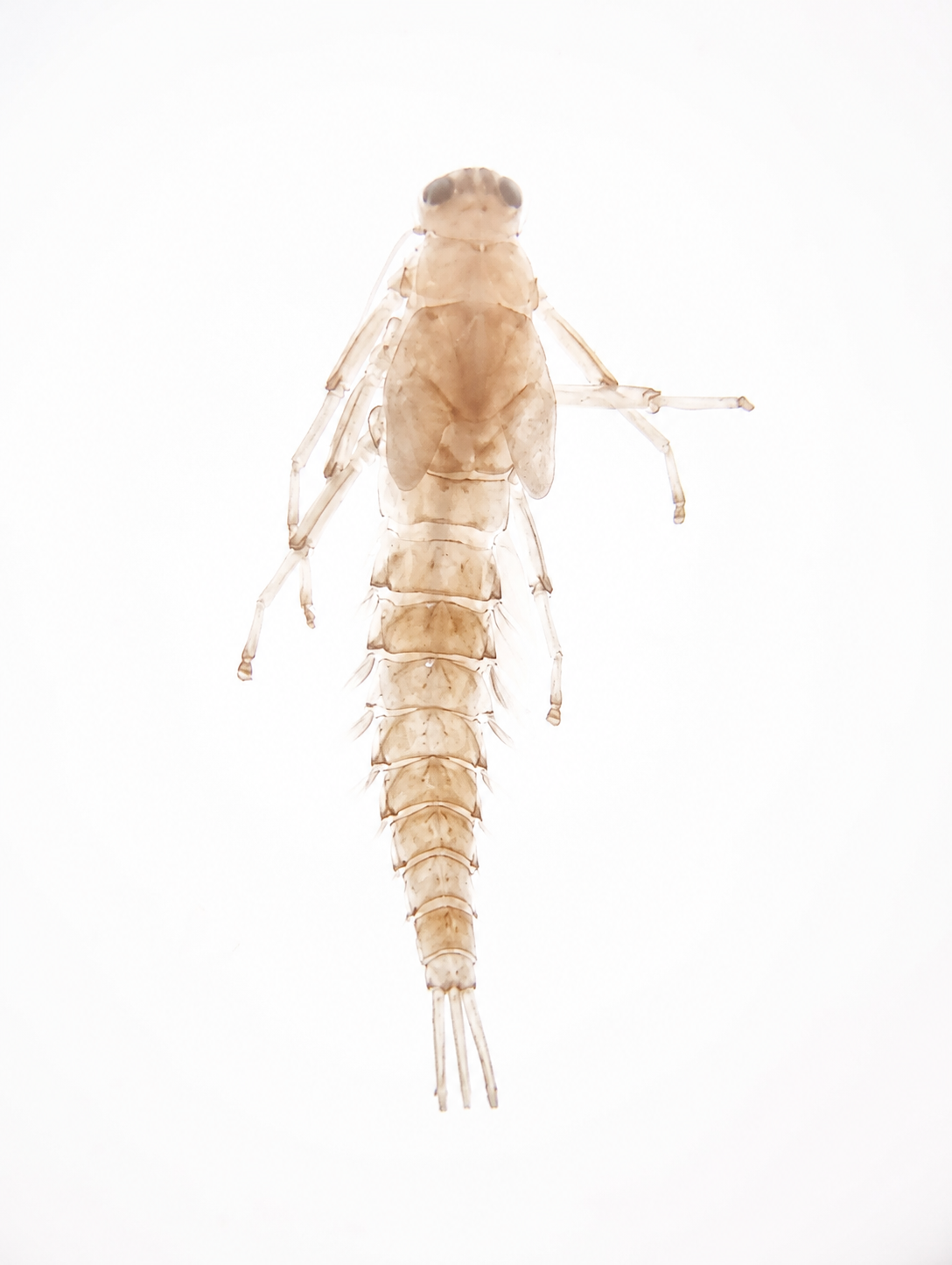 Orden Ephemeroptera (Efímeras de Río)