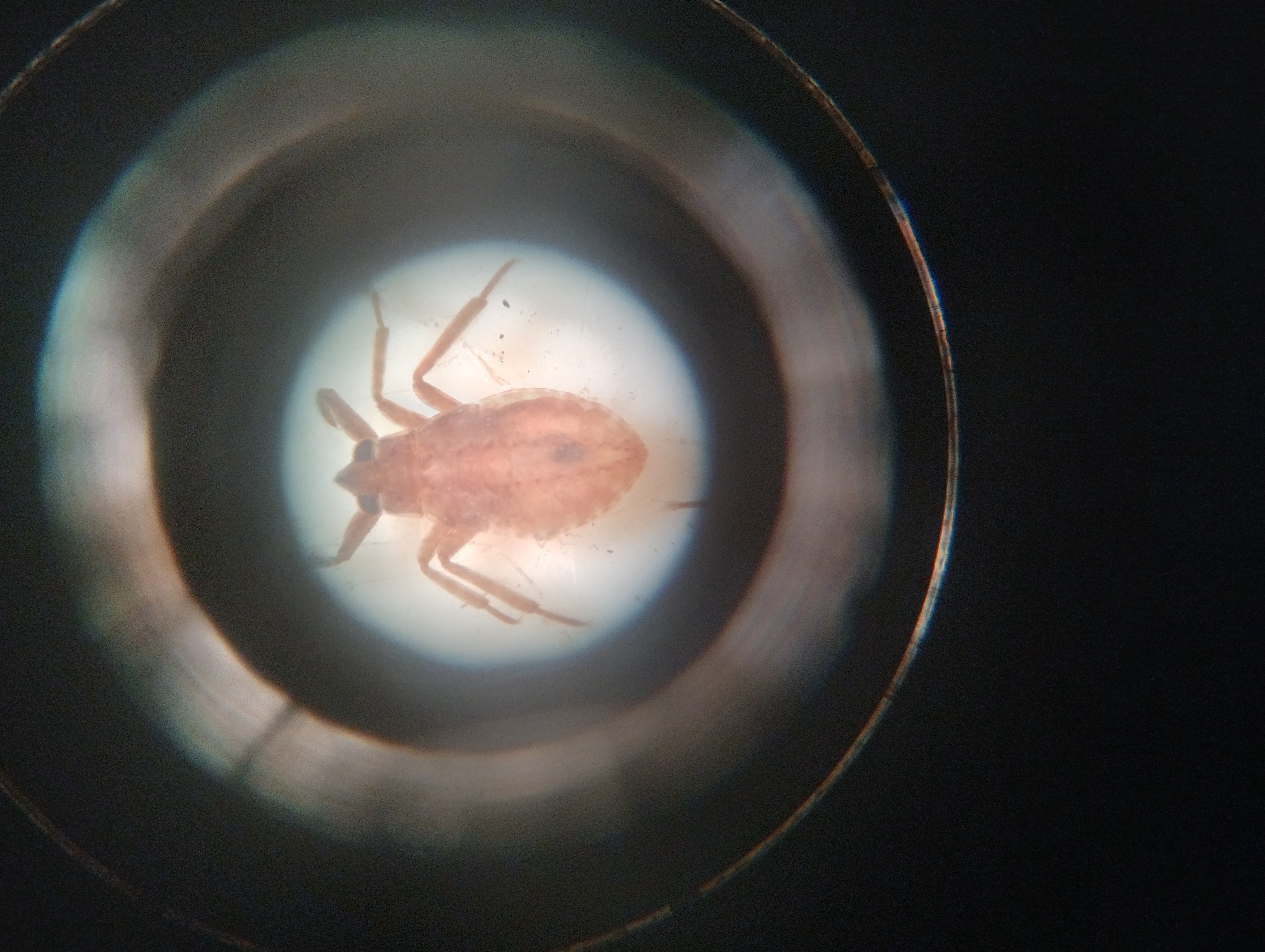 Orden Hemiptera (Chinches de Agua)