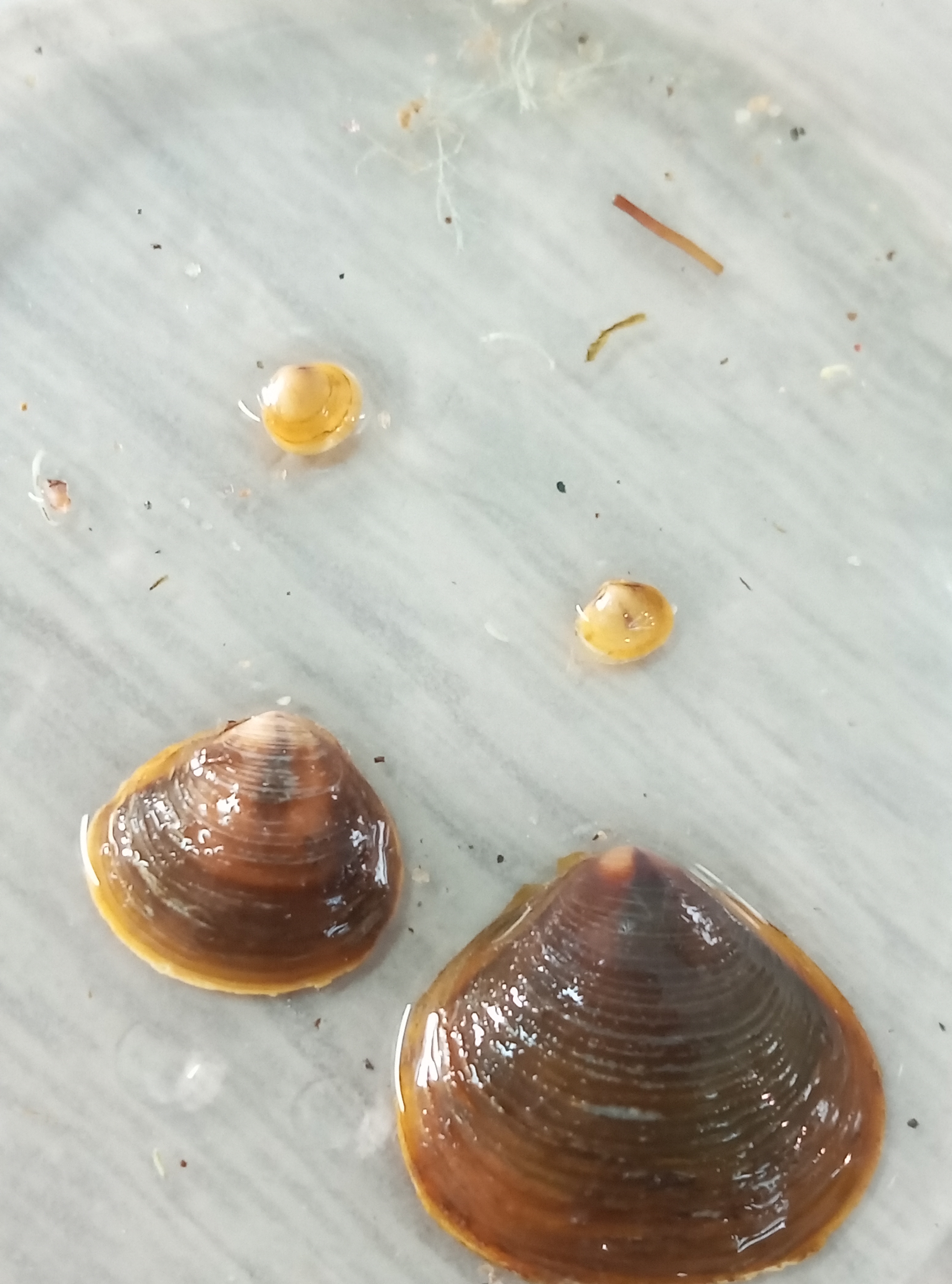 Filo Mollusca (Caracoles y Almejas de Río)