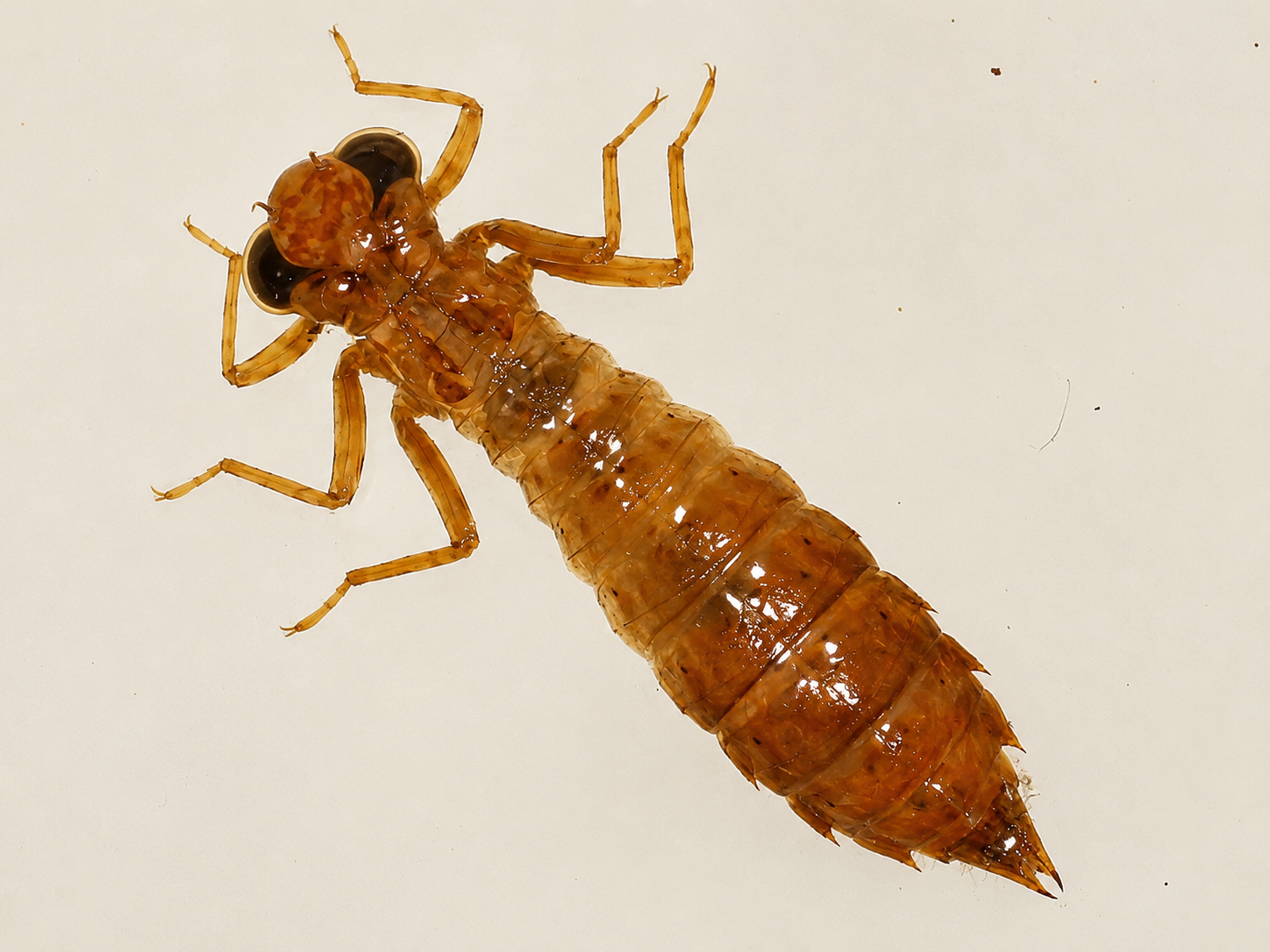 Miniatura 10