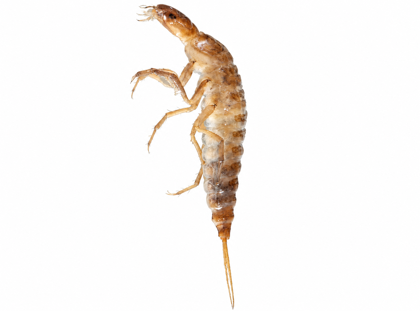 Dytiscidae